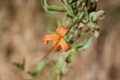 Anisacanthus thurberi