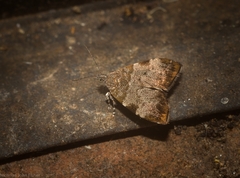 Choreutis melanopepla