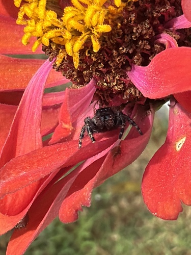 Bold Jumping Spider