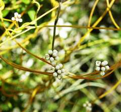 Cassytha glabella dispar