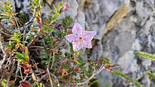 Dwarf Alpenrose