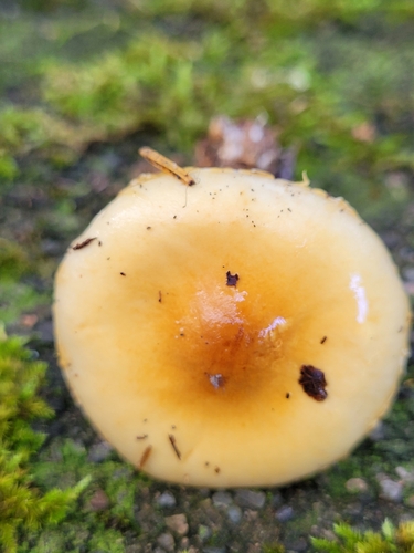 Pholiota mixta