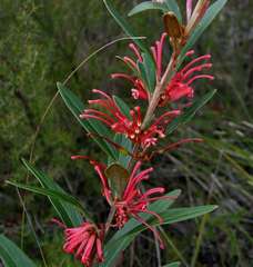 Grevillea dimorpha