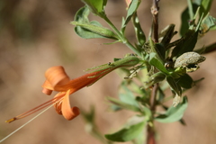 Anisacanthus thurberi
