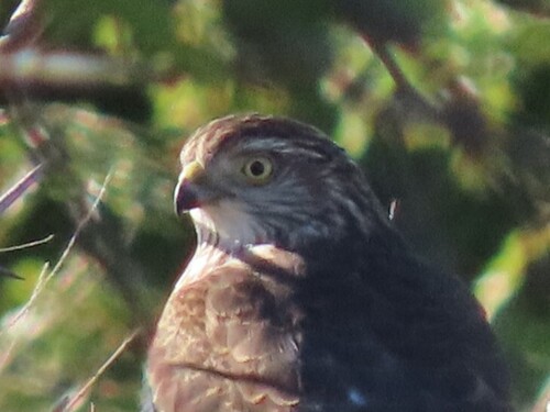 Sharp-shinned Hawk