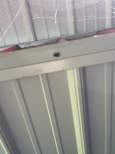 Bold Jumping Spider