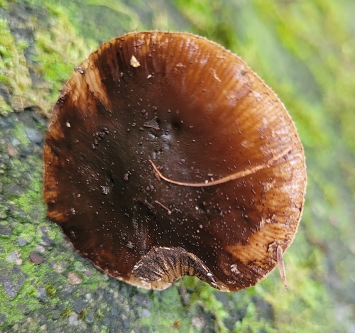 Dark Fieldcap