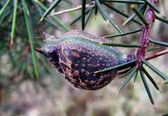 Hakea decurrens physocarpa