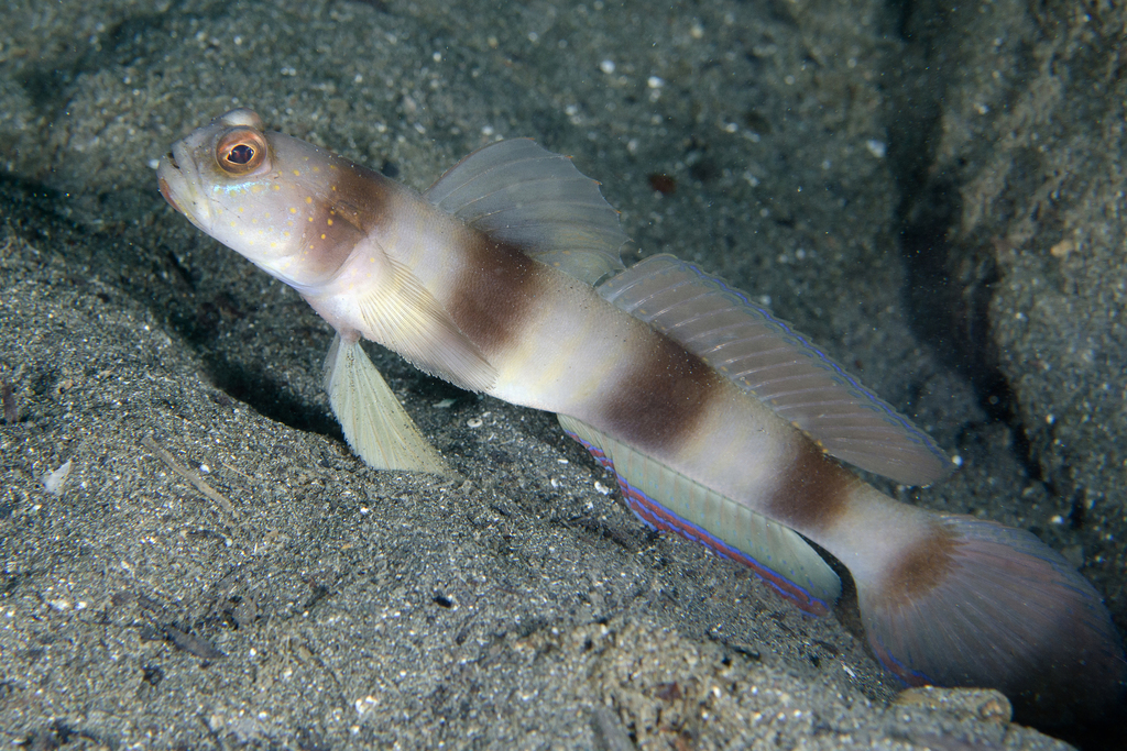 Giant shrimpgoby
