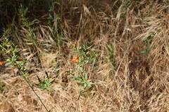 Anisacanthus thurberi