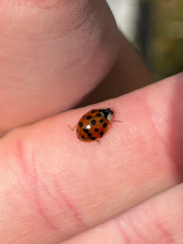 Asian Lady Beetle