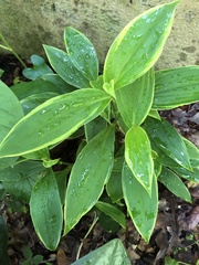 Tricyrtis formosana