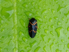 Okiscarta uchidae