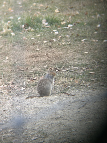 Arctic Ground Squirrel observed by hannapopp