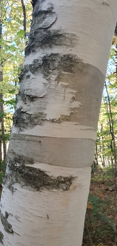 paper birch