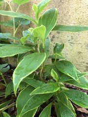 Tricyrtis formosana