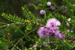 Melaleuca gibbosa