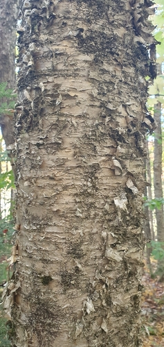 yellow birch