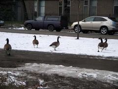 Branta canadensis