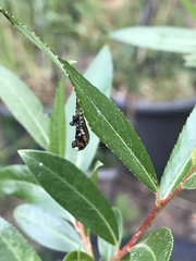 Chrysomela vigintipunctata