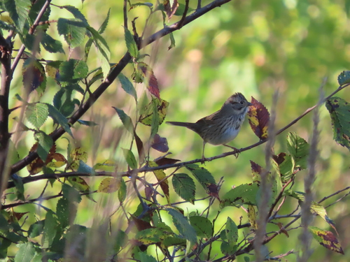 Lincoln's Sparrow