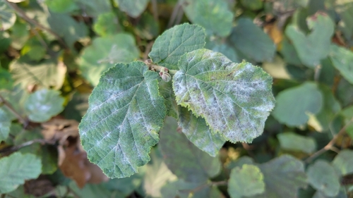 Erysiphe corylacearum