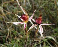 Caladenia reticulata