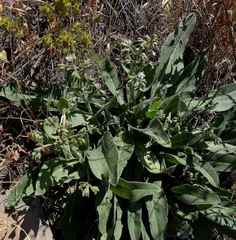Anchusa