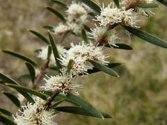 Hakea repullulans