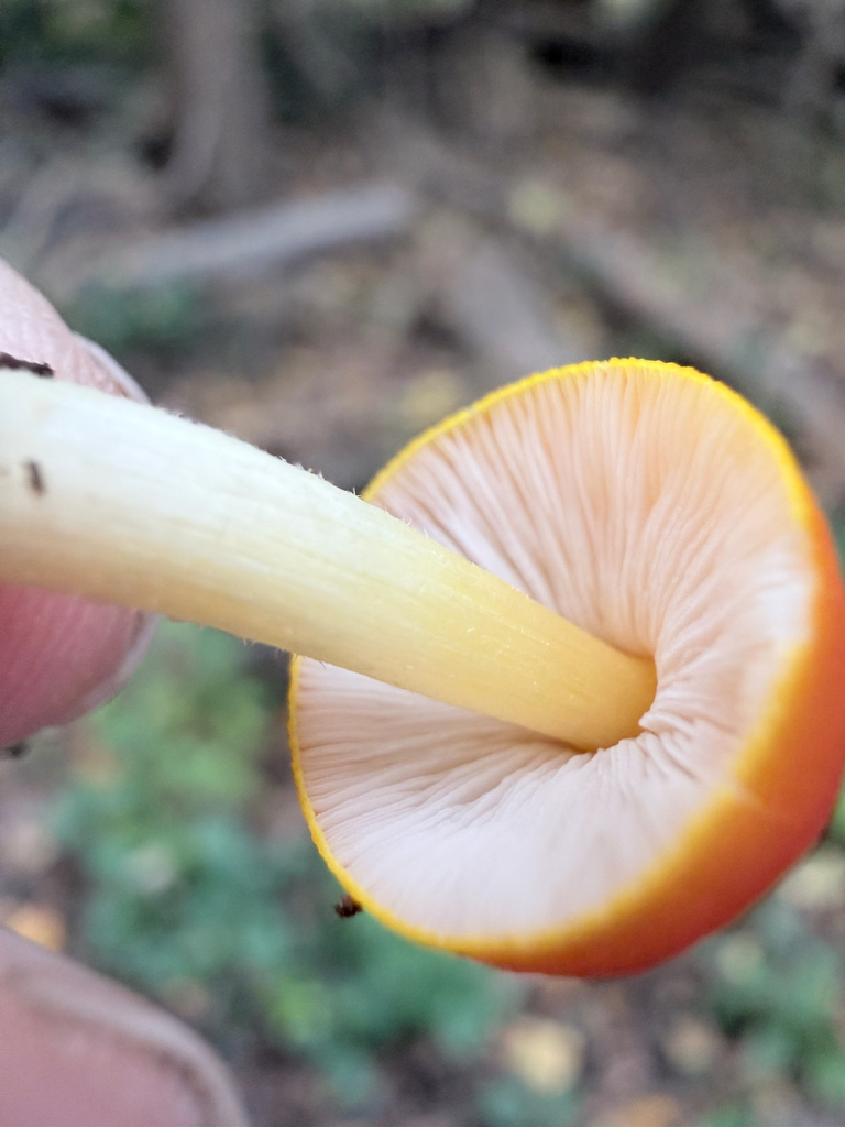 flame shield · October 2026 · photo: Photo: (c) Erica Tava Johnson, some rights reserved (CC BY) · iNaturalist