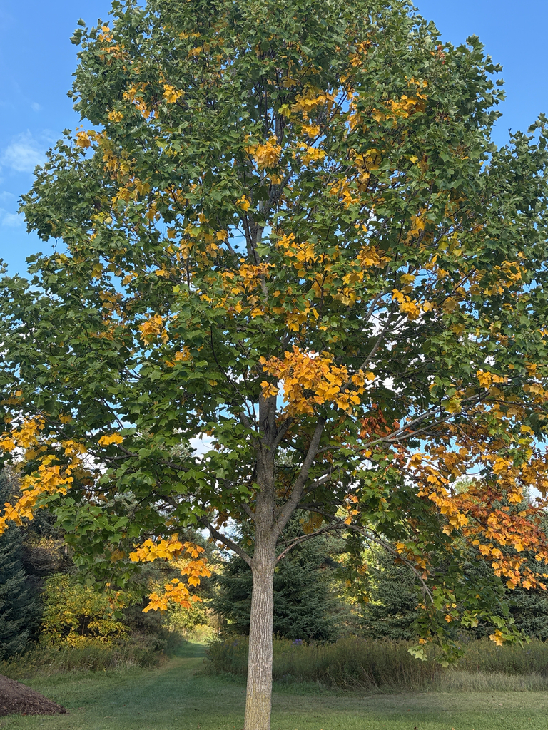 A whole tulip tree still mostly green with sprays of yellow and orange through the crown, over a mown path.