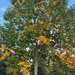 Tulip tree yellowing, Guelph · October 3, 2026 · zoologist06 · 5 saved views