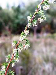 Leucopogon glacialis