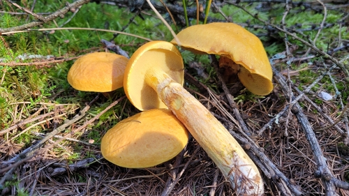Larch Bolete