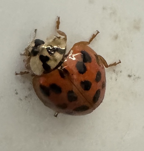 Asian Lady Beetle