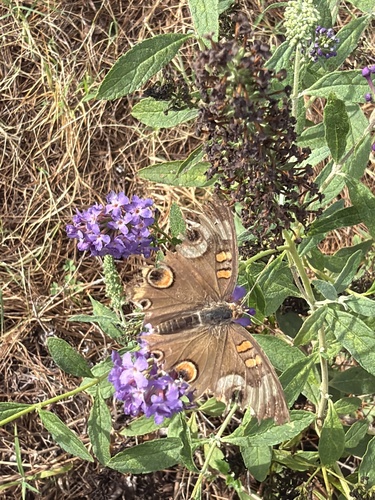Common Buckeye
