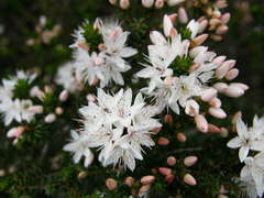 Calytrix alpestris