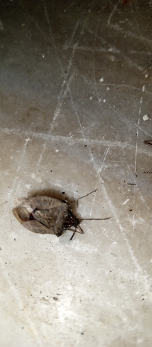 Brown Marmorated Stink Bug