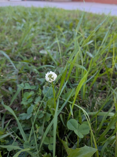 white clover