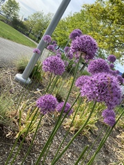 Allium aflatunense