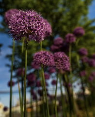 Allium aflatunense