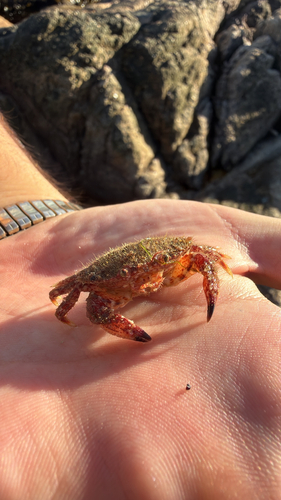 Jonah Crab