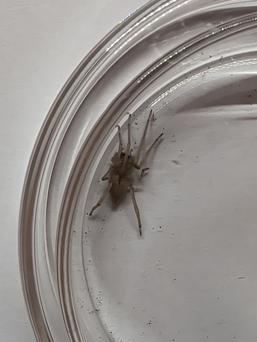 Northern Yellow Sac Spider