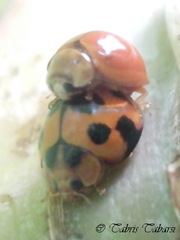 Coccinellidae