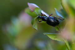 Otiorhynchus coecus
