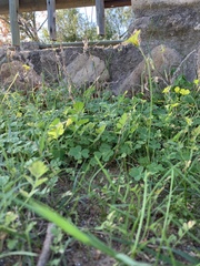 Oxalis pes-caprae sericea