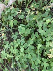 Oxalis pes-caprae sericea