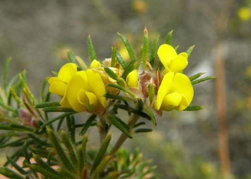 Image of Phyllota pleurandroides by (c) linleymcg, some rights reserved (CC BY)