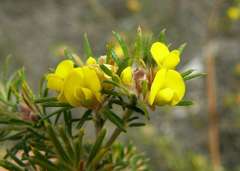 Phyllota pleurandroides