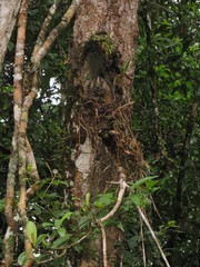 Isothrix bistriata